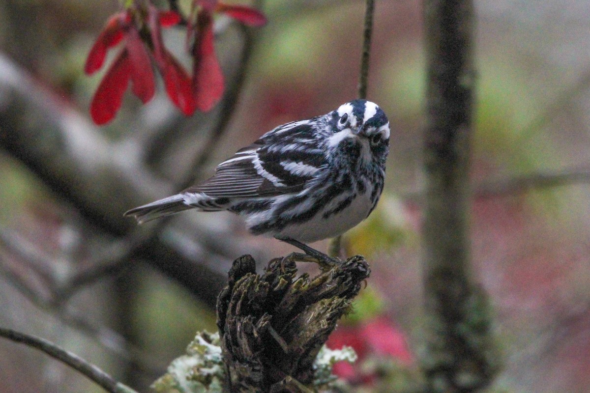 Black-and-white Warbler - ML617715866