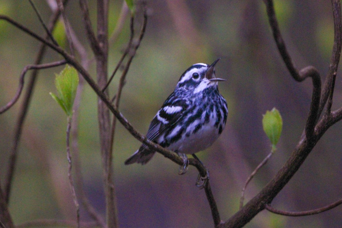 Black-and-white Warbler - ML617715868