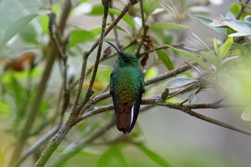 Rufous-tailed Hummingbird - ML617715875