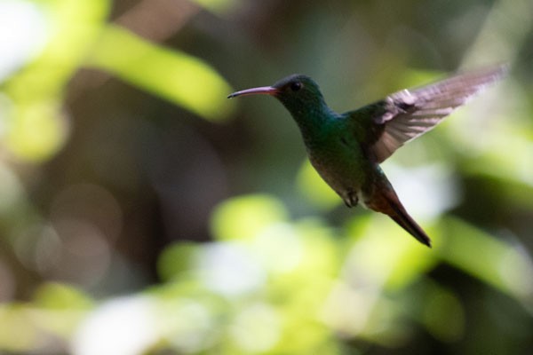 Rufous-tailed Hummingbird - Joseph Mitchell