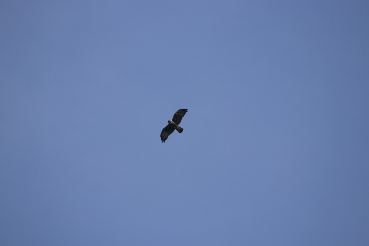 Ayres's Hawk-Eagle - ML617715904