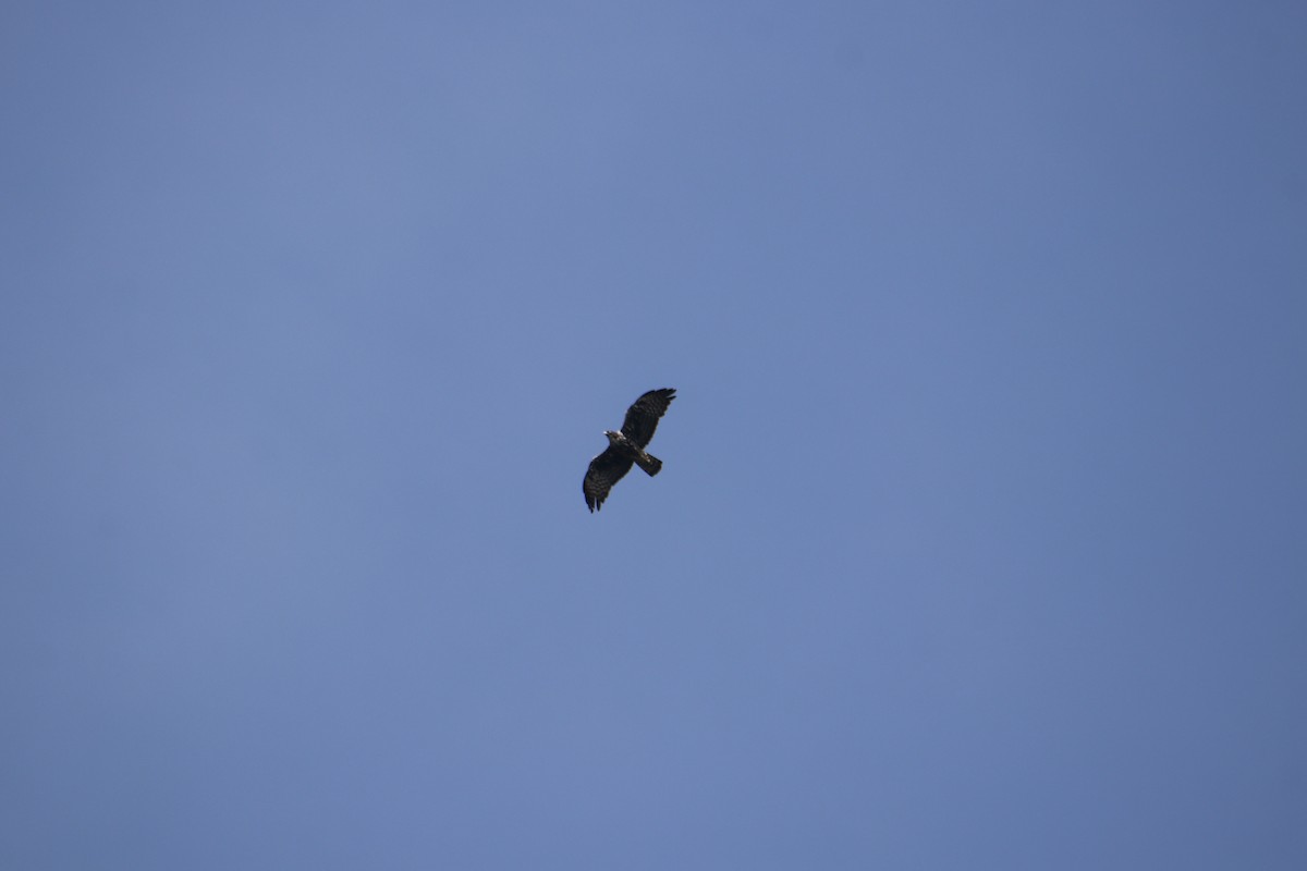 Ayres's Hawk-Eagle - ML617715907