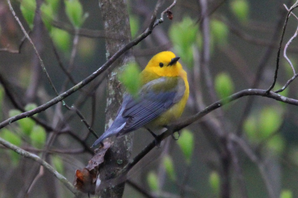 Prothonotary Warbler - ML617715933