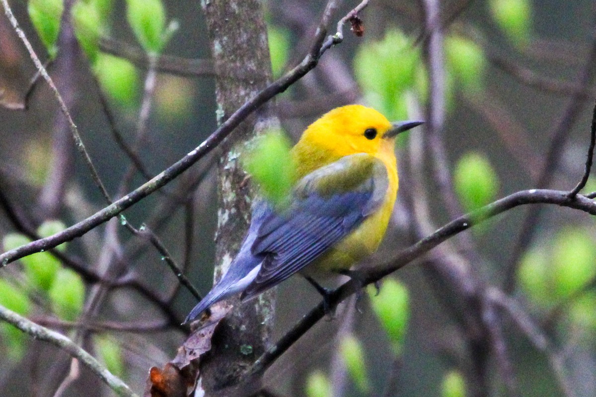 Prothonotary Warbler - ML617715935