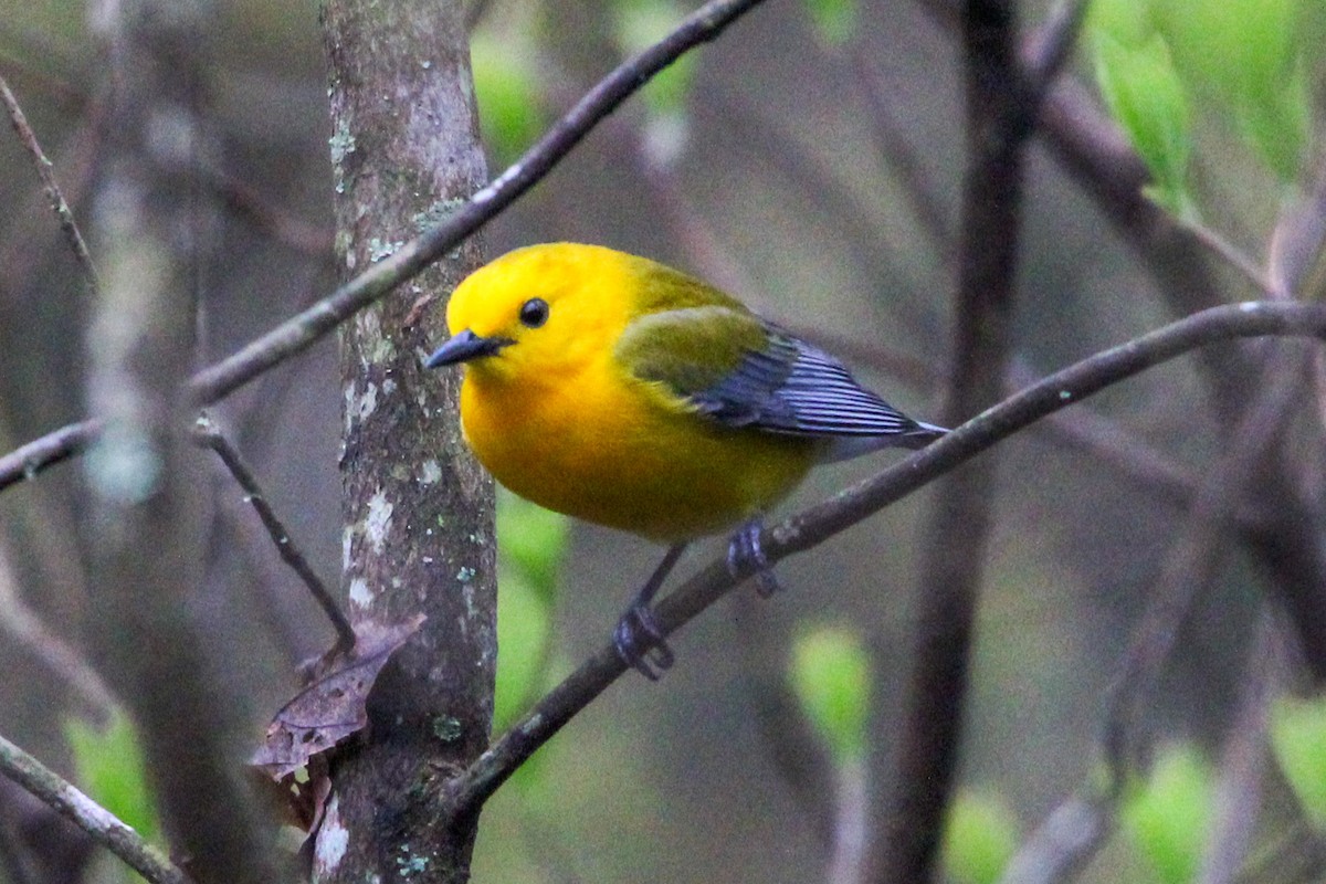 Prothonotary Warbler - ML617715936