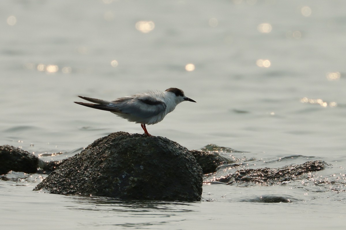 Common Tern - ML617715963
