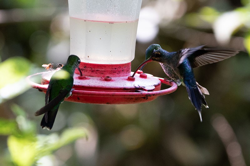 Зелёный колибри-отшельник - ML617715981