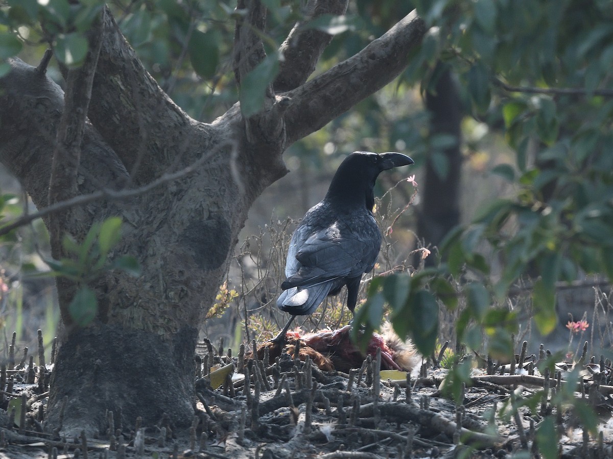 Large-billed Crow - ML617715983