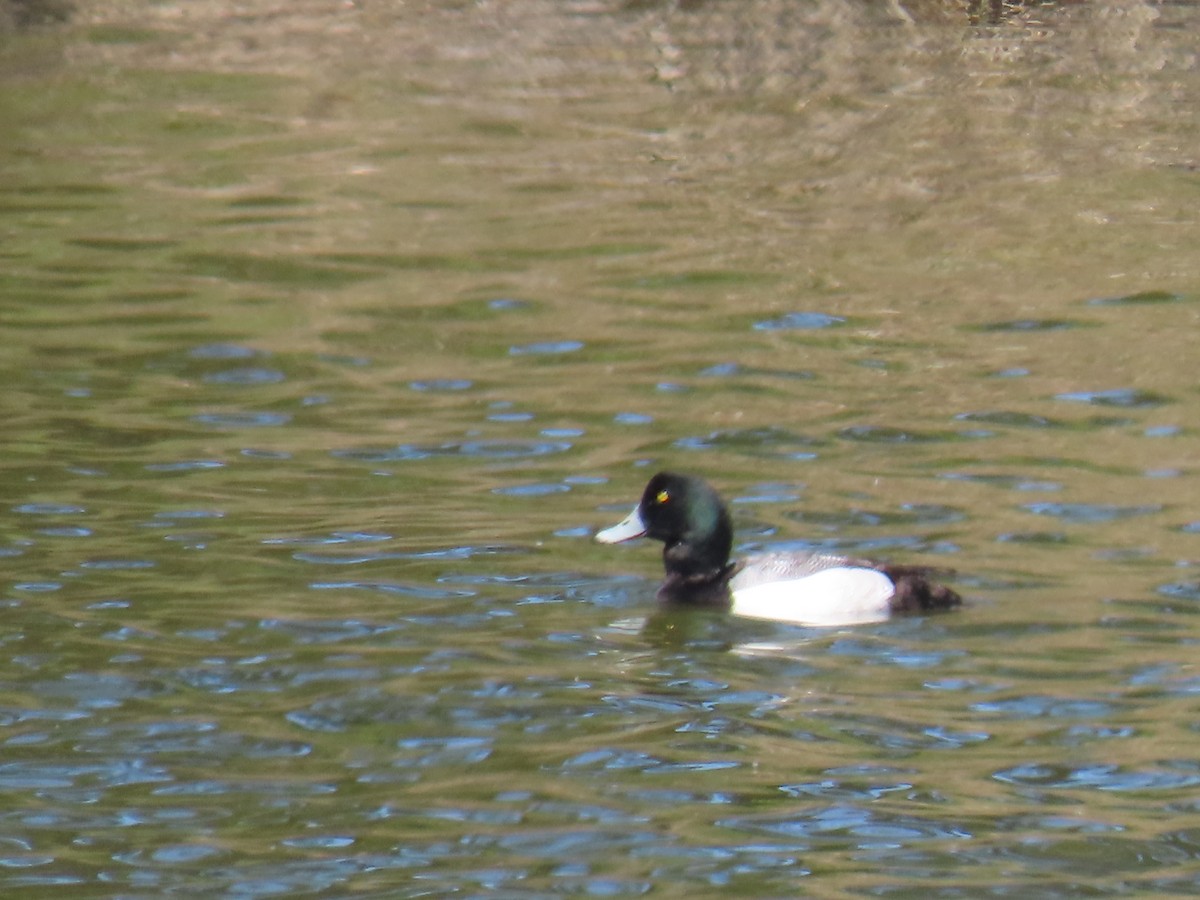 Greater Scaup - ML617715985