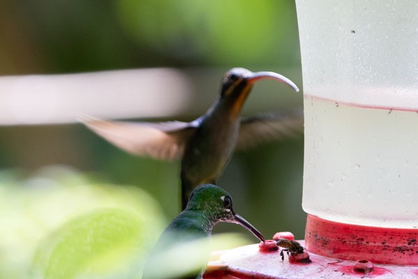 kolibřík šedobřichý - ML617715987