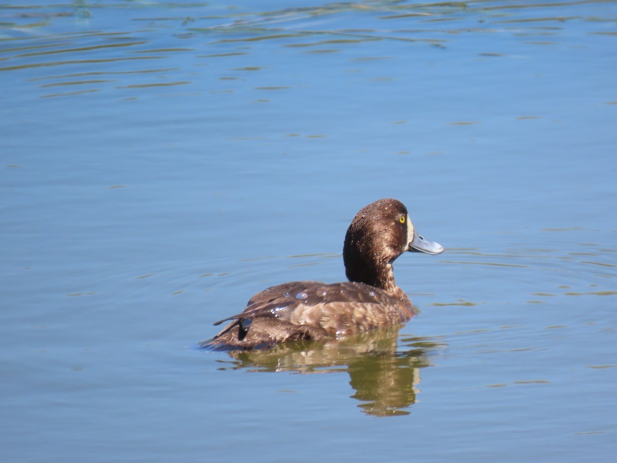 Greater Scaup - ML617716002