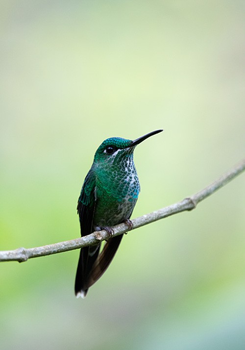 Green-crowned Brilliant - ML617716008