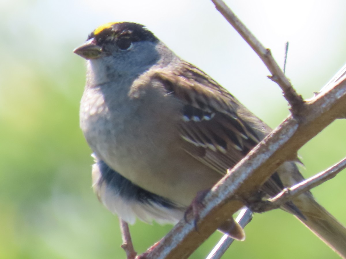 Golden-crowned Sparrow - ML617716025
