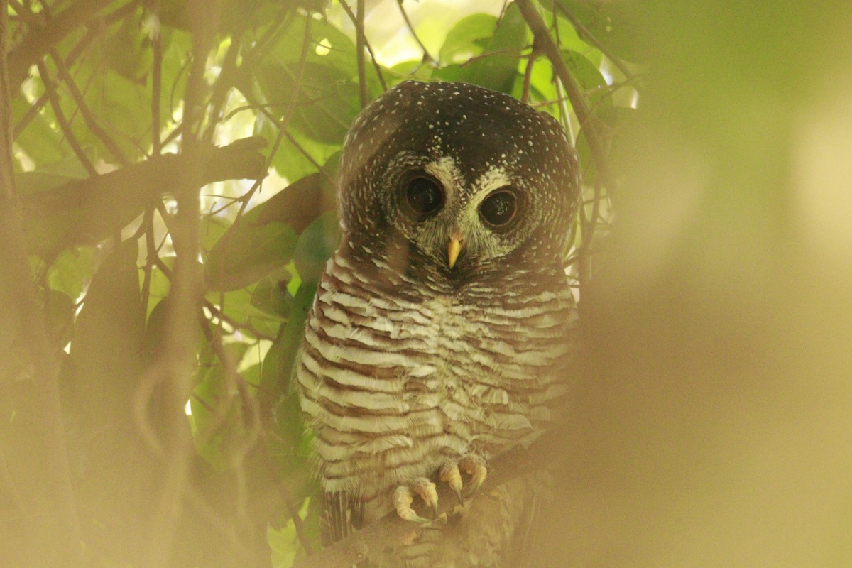 African Wood-Owl - ML617716080