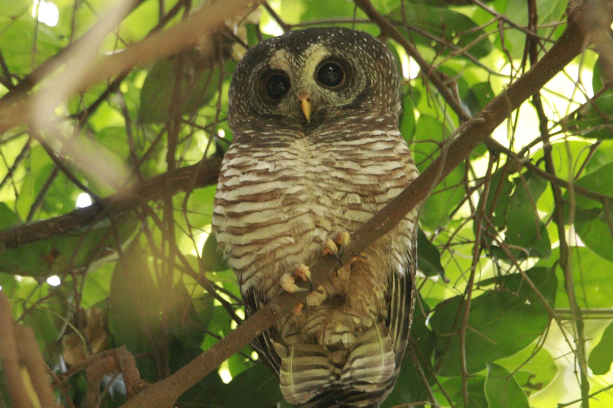 African Wood-Owl - ML617716081