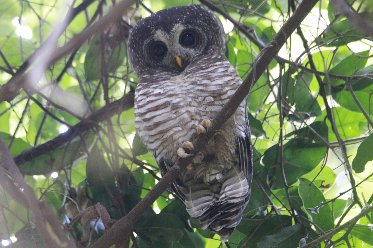 African Wood-Owl - ML617716082