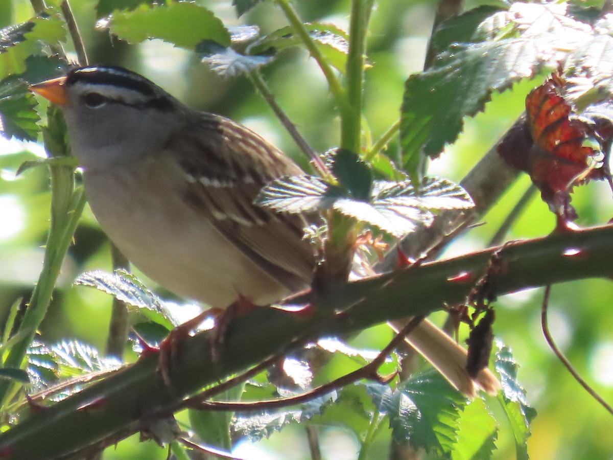 White-crowned Sparrow - ML617716113