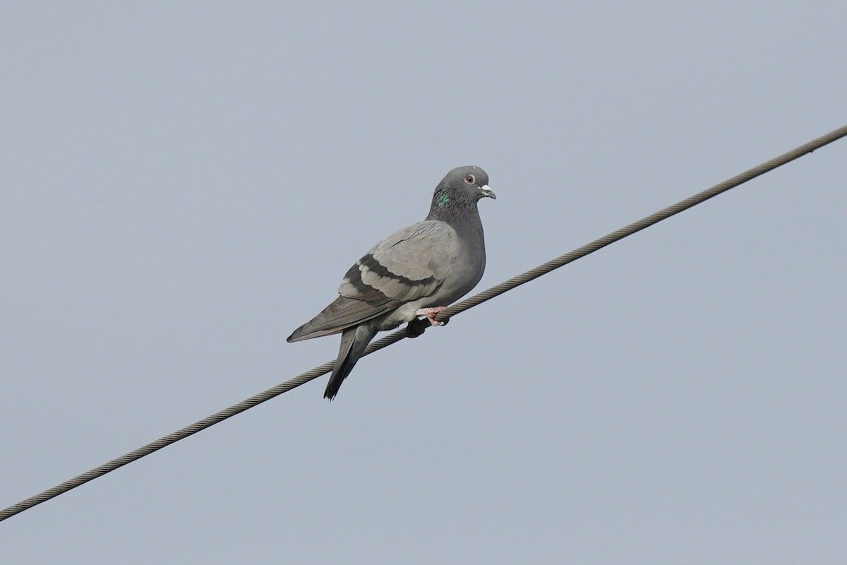 Rock Pigeon (Feral Pigeon) - ML617716125