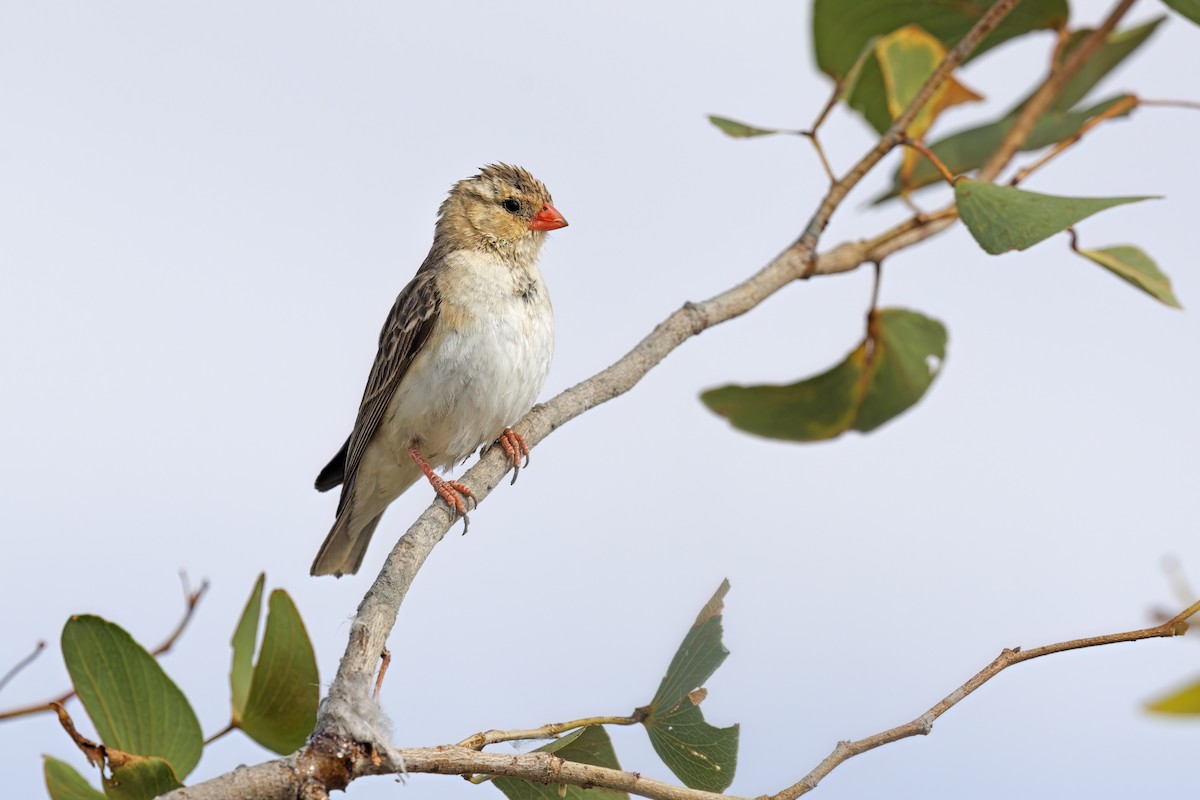 Shaft-tailed Whydah - Marco Valentini