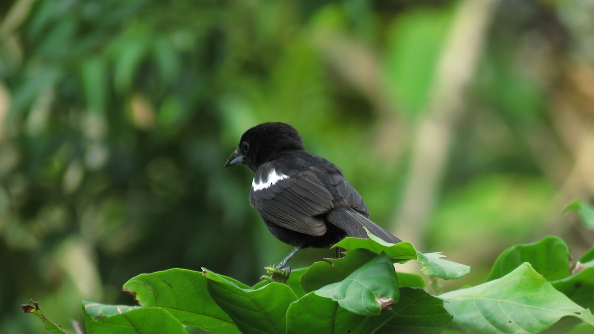 White-shouldered Tanager - ML617716230