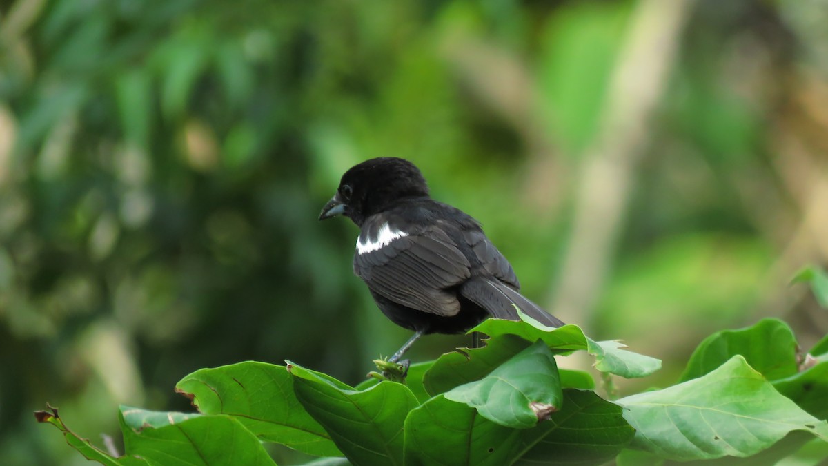 White-shouldered Tanager - ML617716232