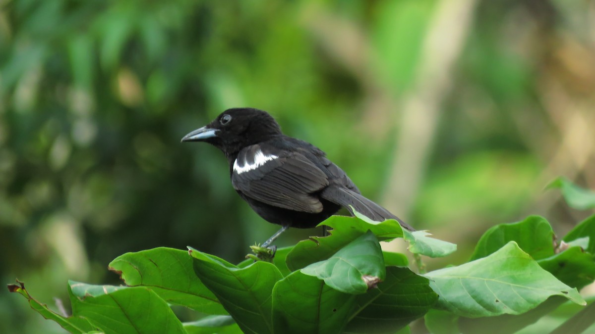 White-shouldered Tanager - ML617716233