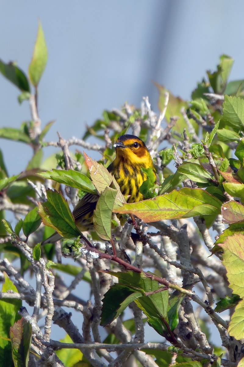 Cape May Warbler - ML617716268