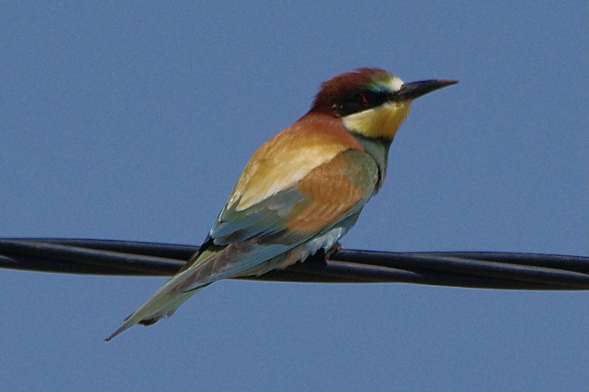 European Bee-eater - ML617716370