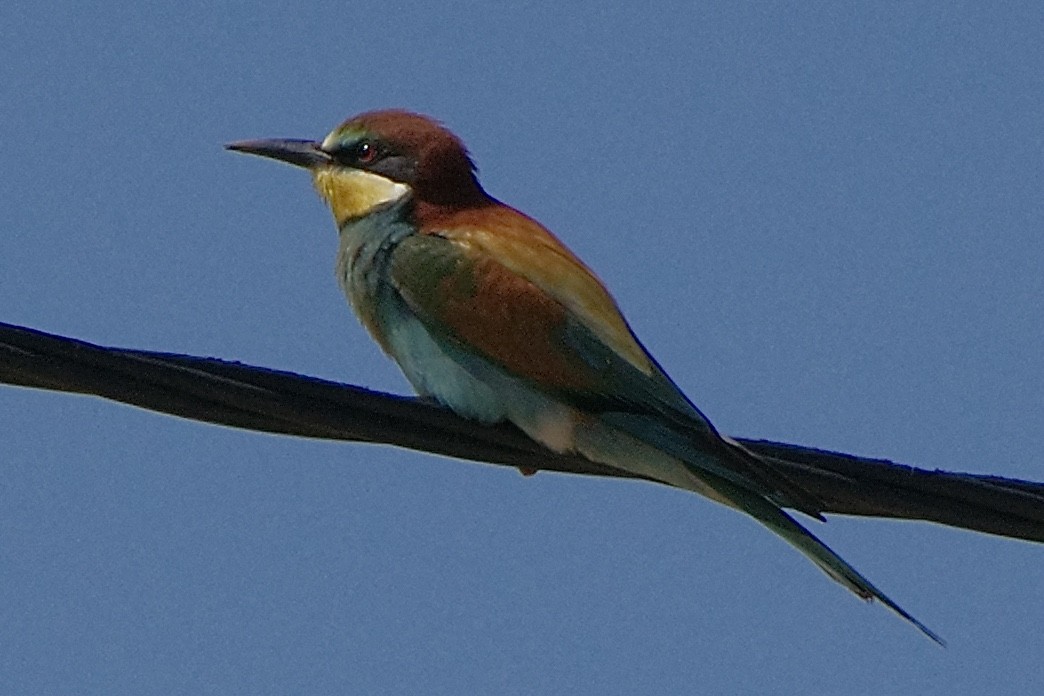 European Bee-eater - ML617716371