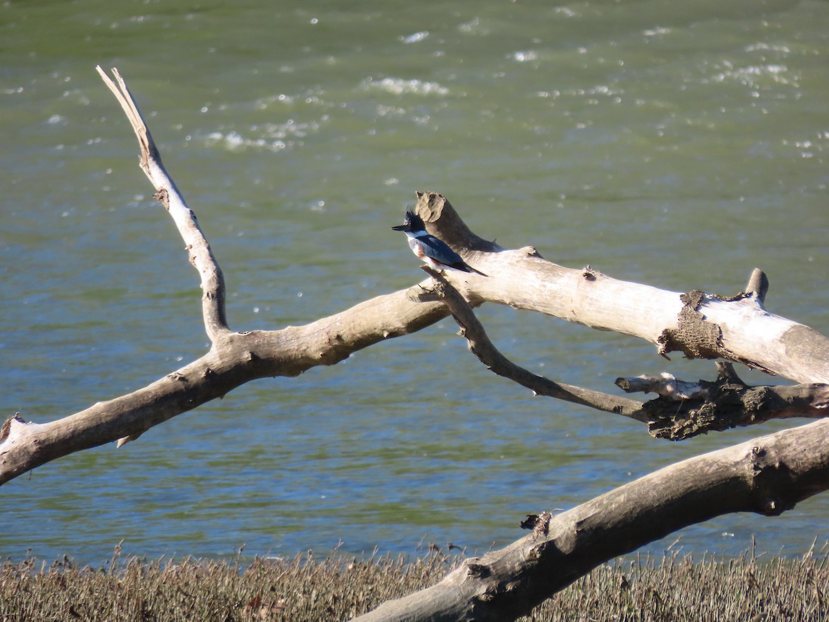 Belted Kingfisher - ML617716374