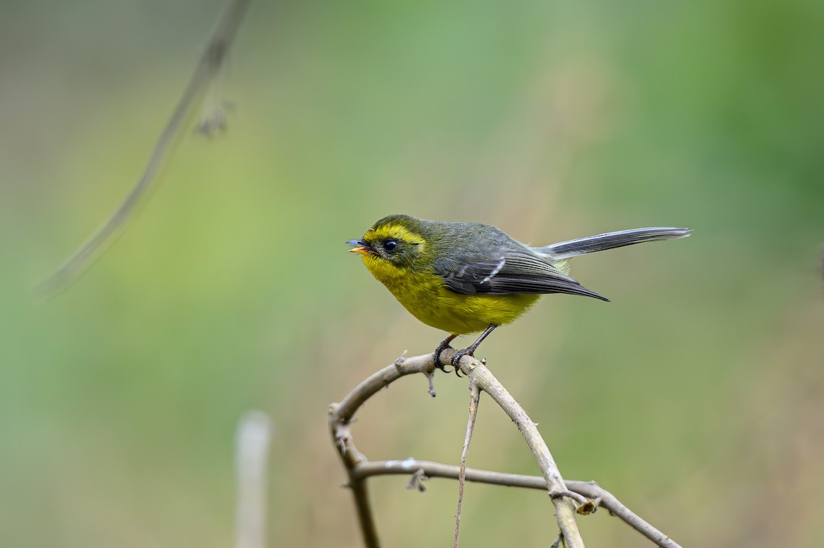 Yellow-bellied Fairy-Fantail - ML617716432