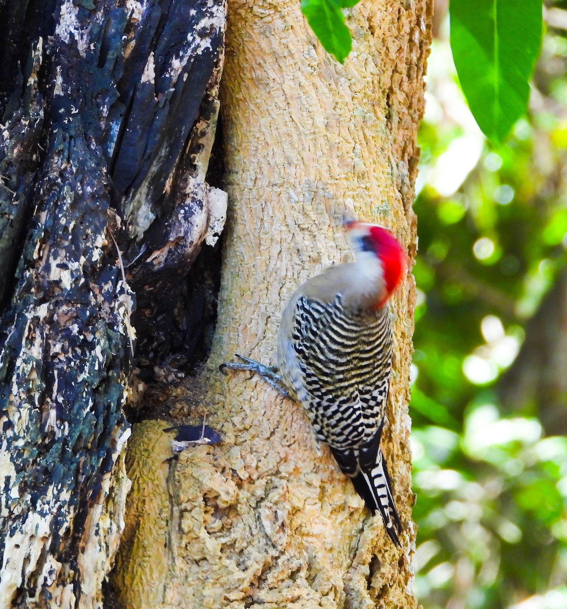 West Indian Woodpecker - Yaro Rodriguez