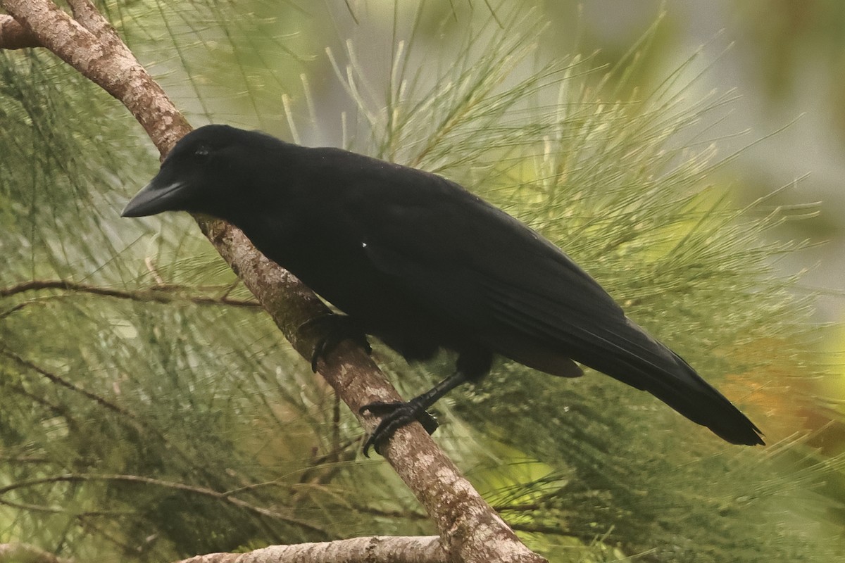 New Caledonian Crow - Fabio Olmos