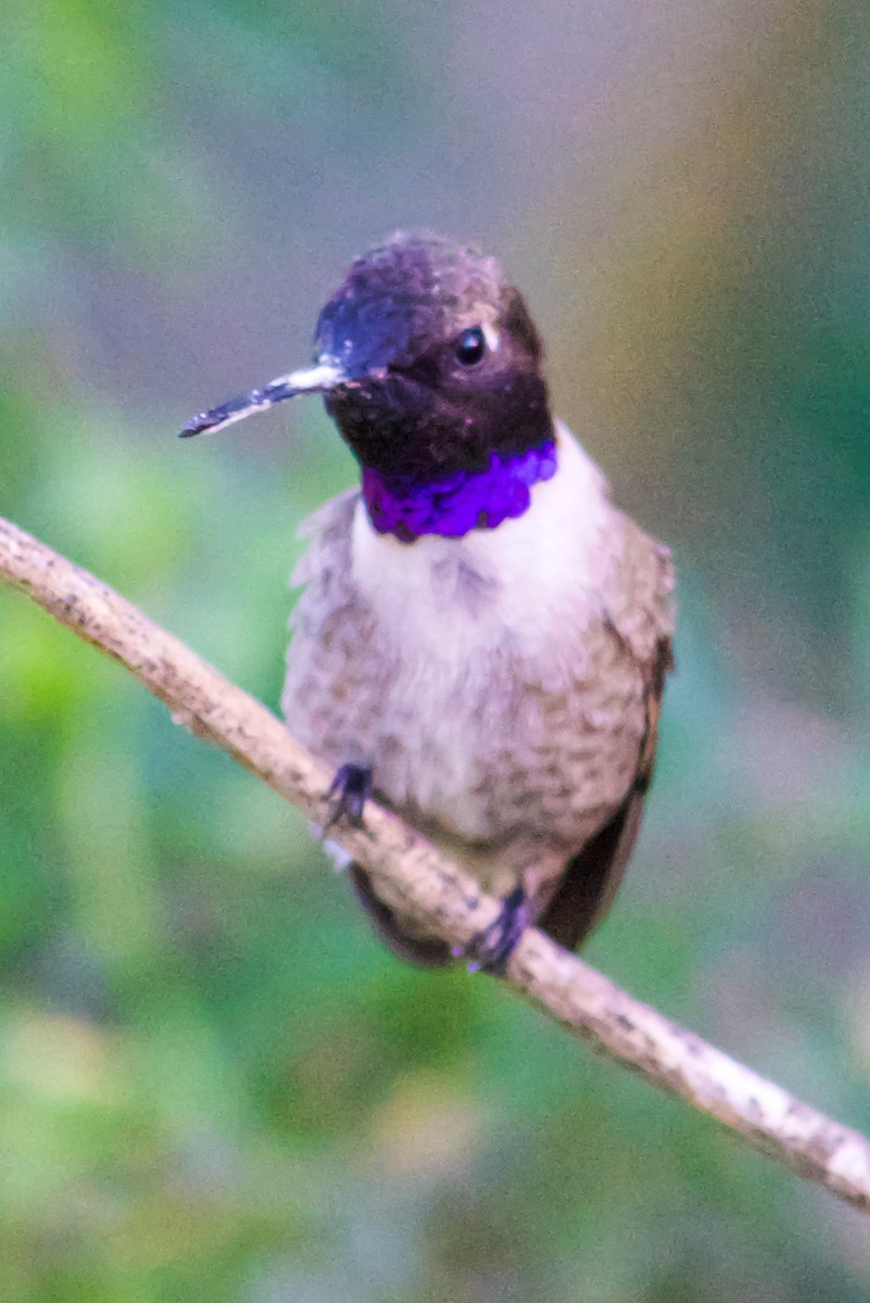 Black-chinned Hummingbird - ML617716579