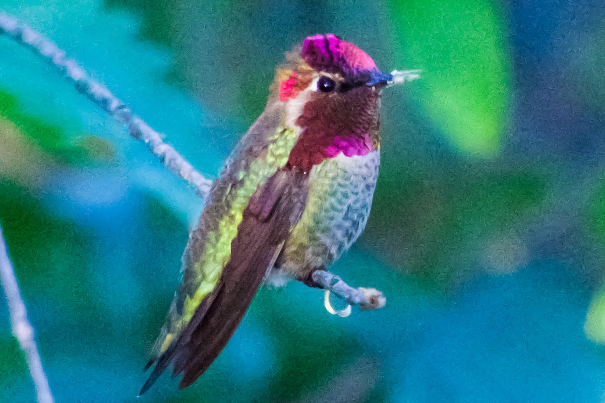 Anna's Hummingbird - ML617716584