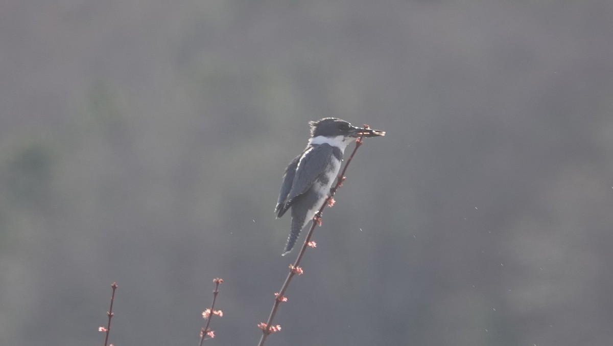 Belted Kingfisher - ML617716593