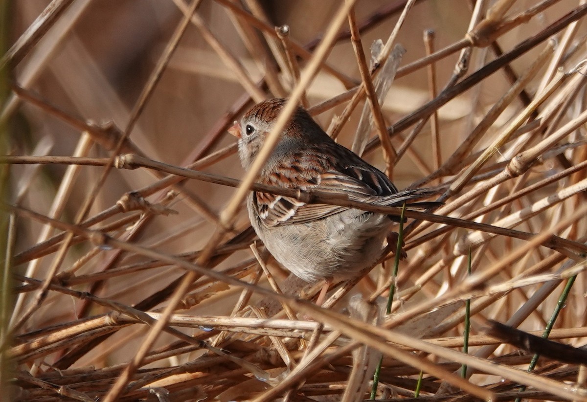 Field Sparrow - Peter Reisfeld