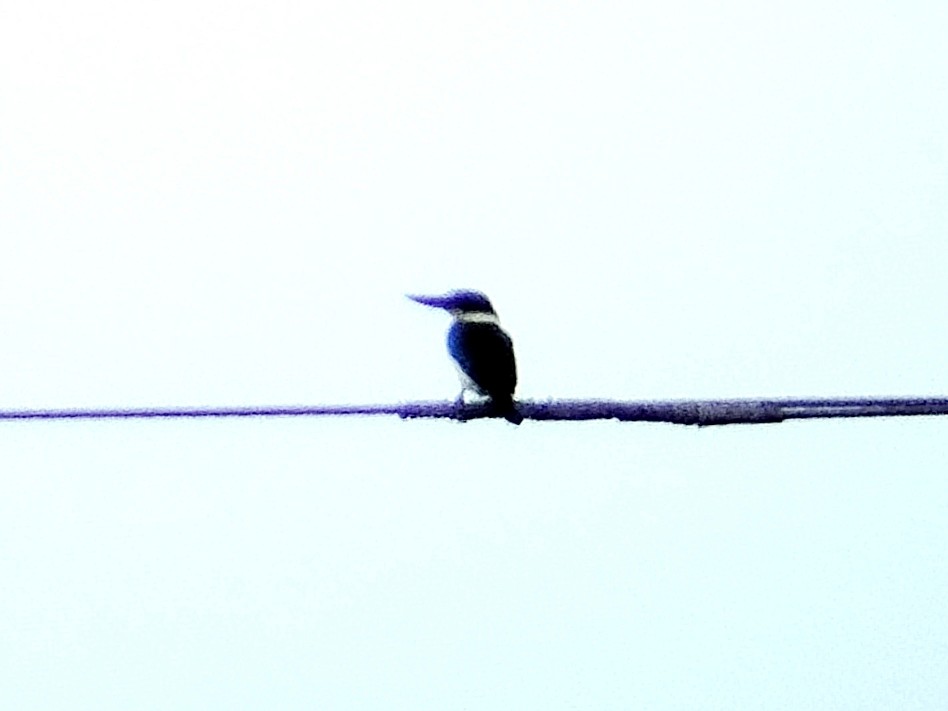 Collared Kingfisher (Collared) - ML617716643