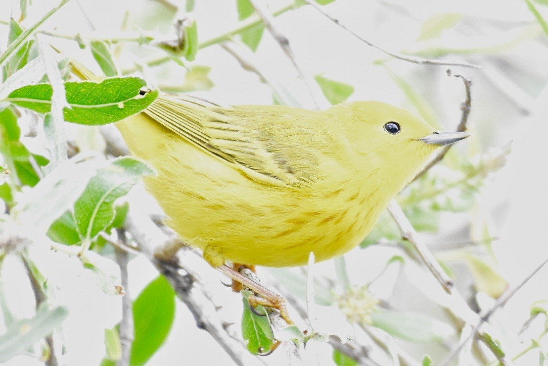 Yellow Warbler - Patricia Langen