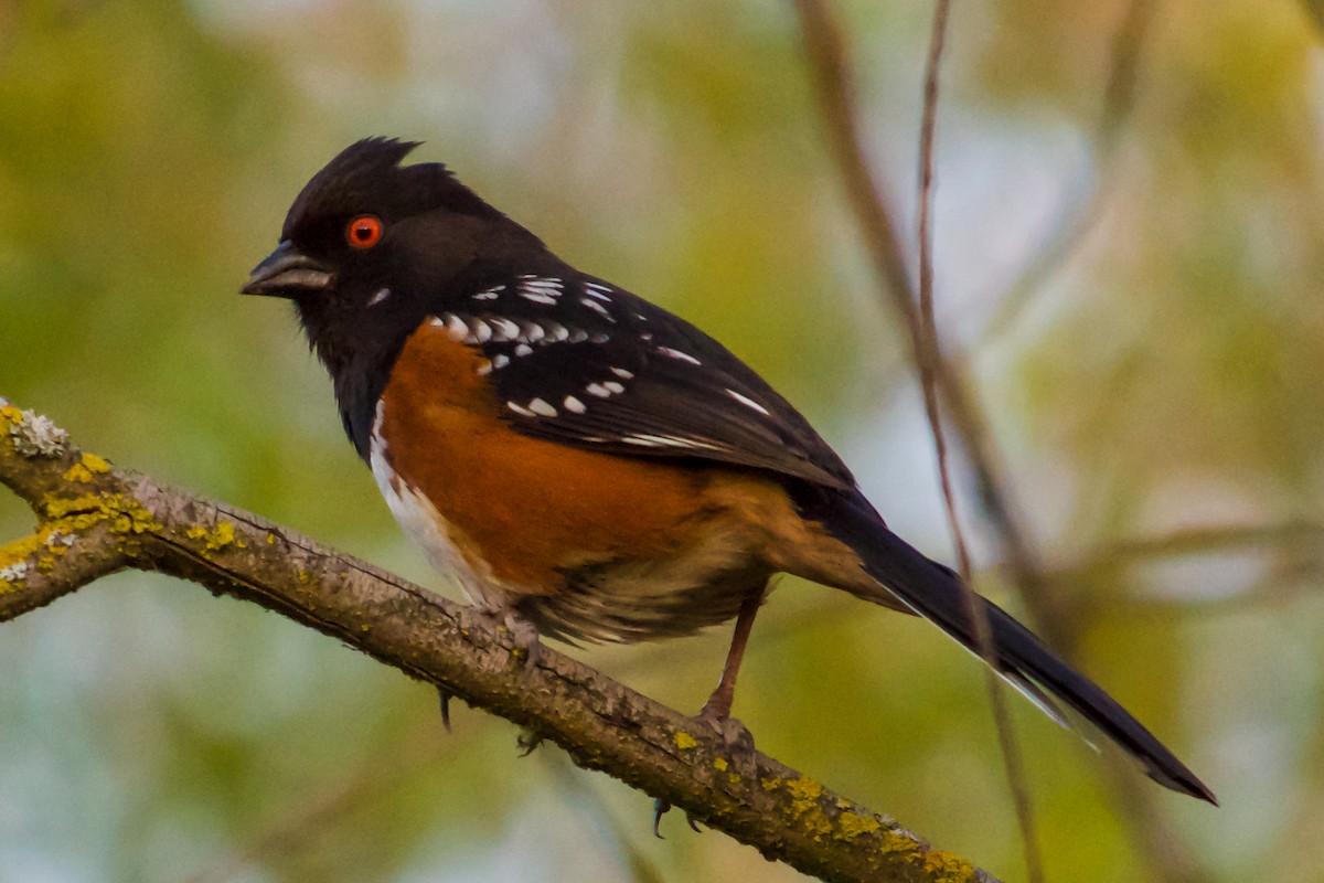 Spotted Towhee - ML617716676