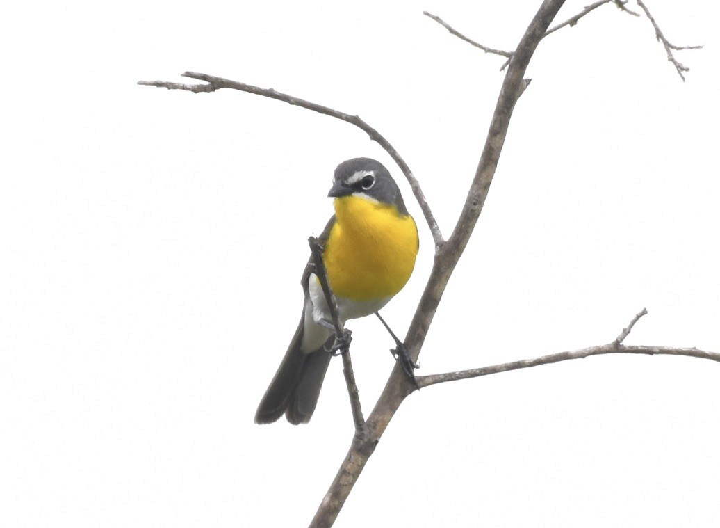 Yellow-breasted Chat - ML617716700