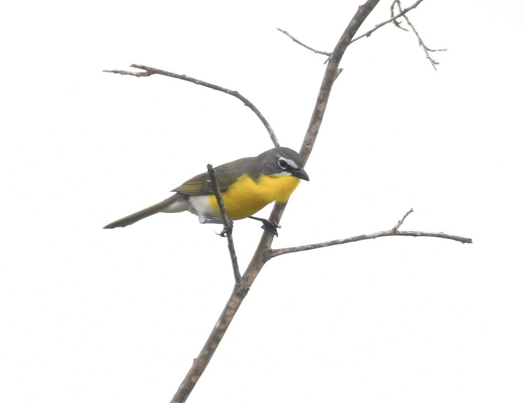 Yellow-breasted Chat - ML617716703
