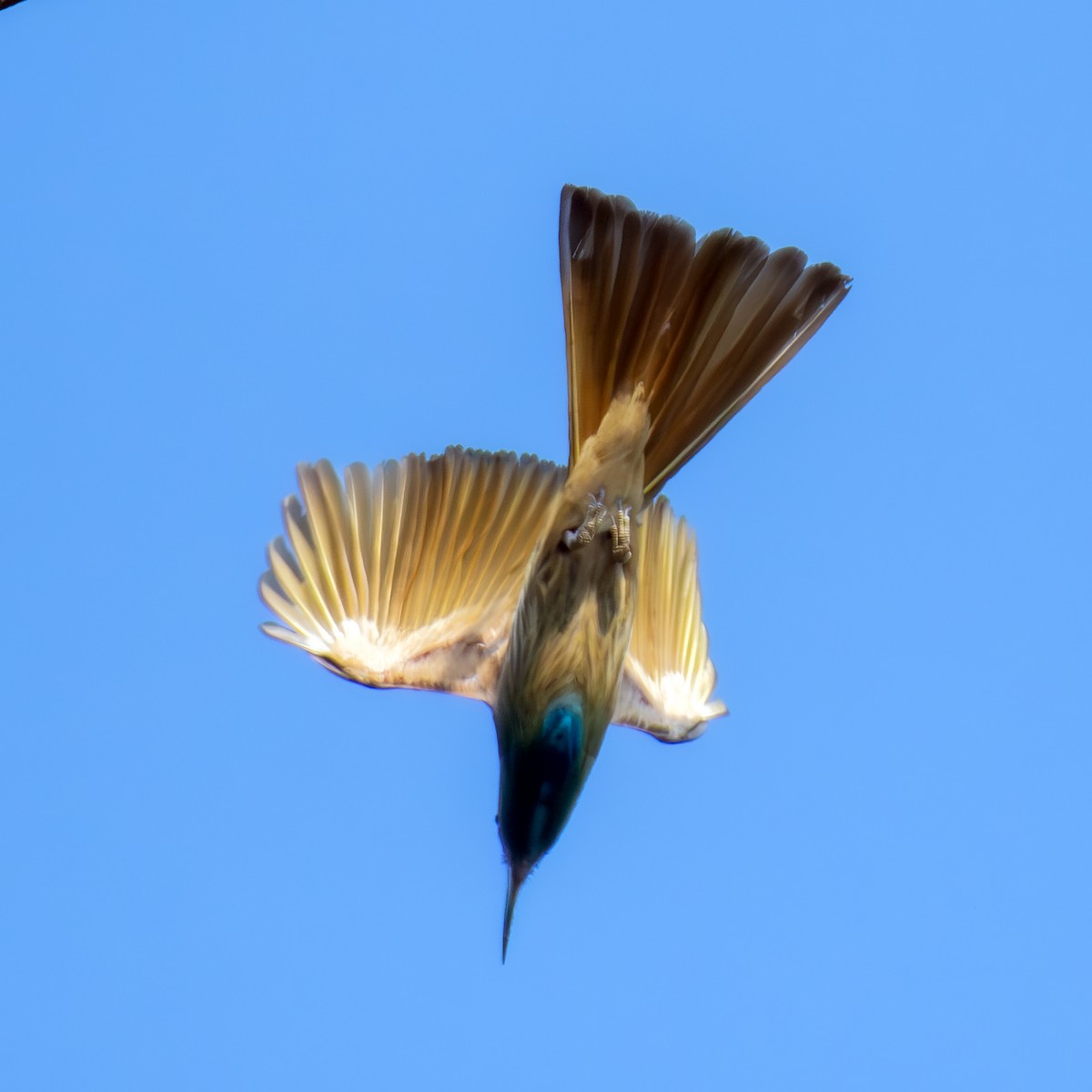 Blue-bearded Bee-eater - Kalyan Gantait