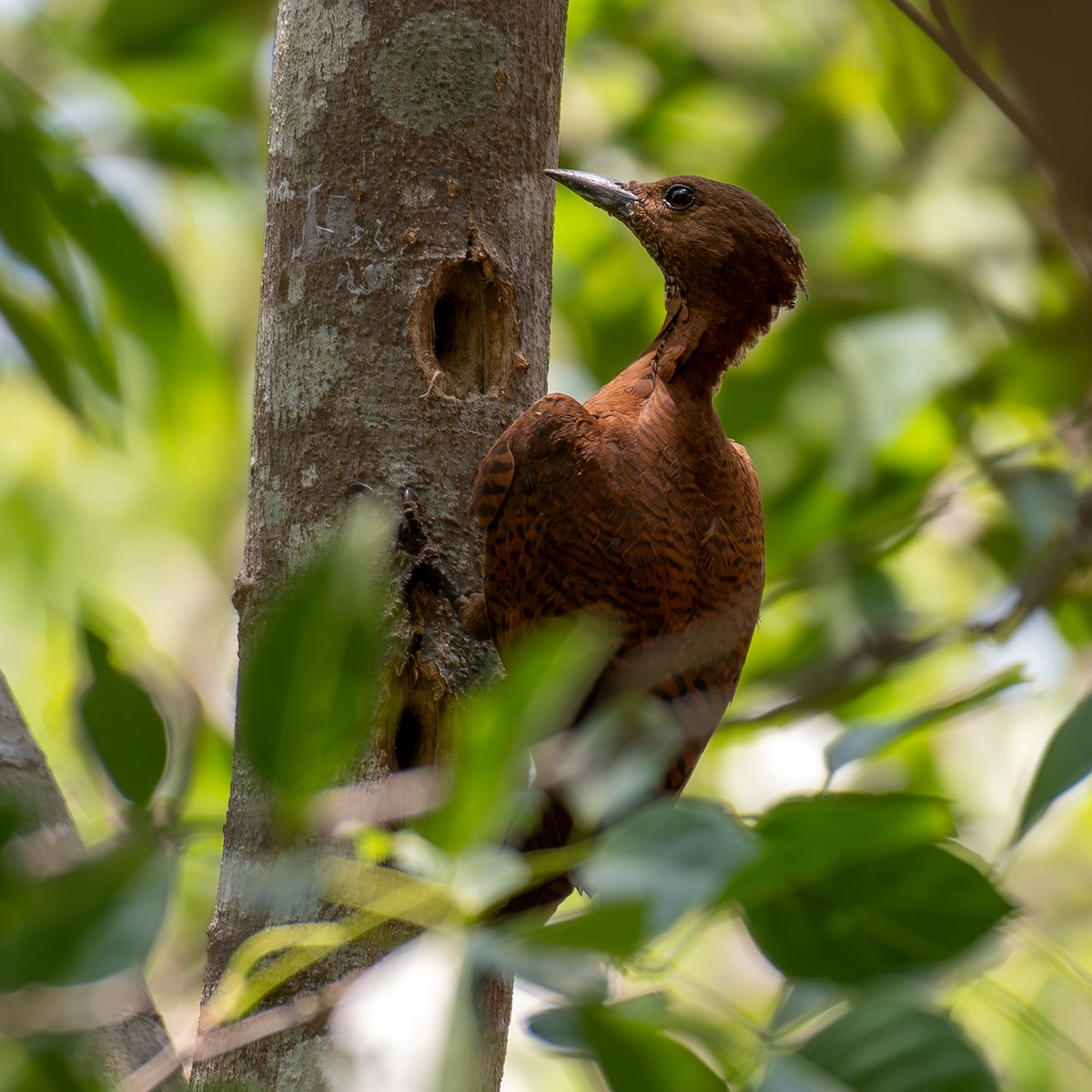 Rufous Woodpecker - Kalyan Gantait