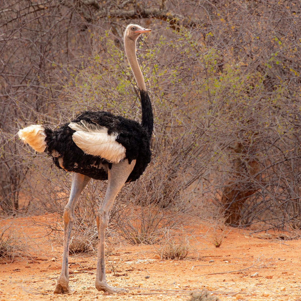 Somali Ostrich - Joe Poston