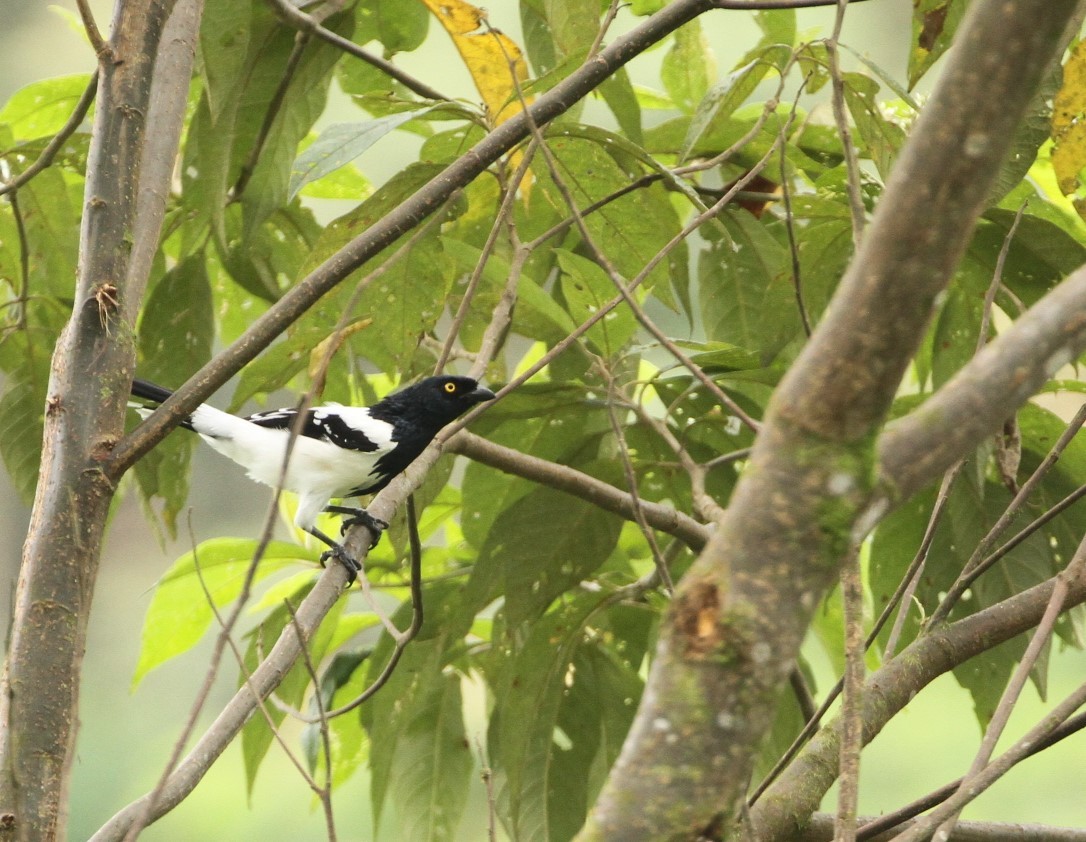 Magpie Tanager - ML617716898