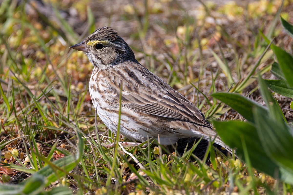 Savannah Sparrow - ML617716924