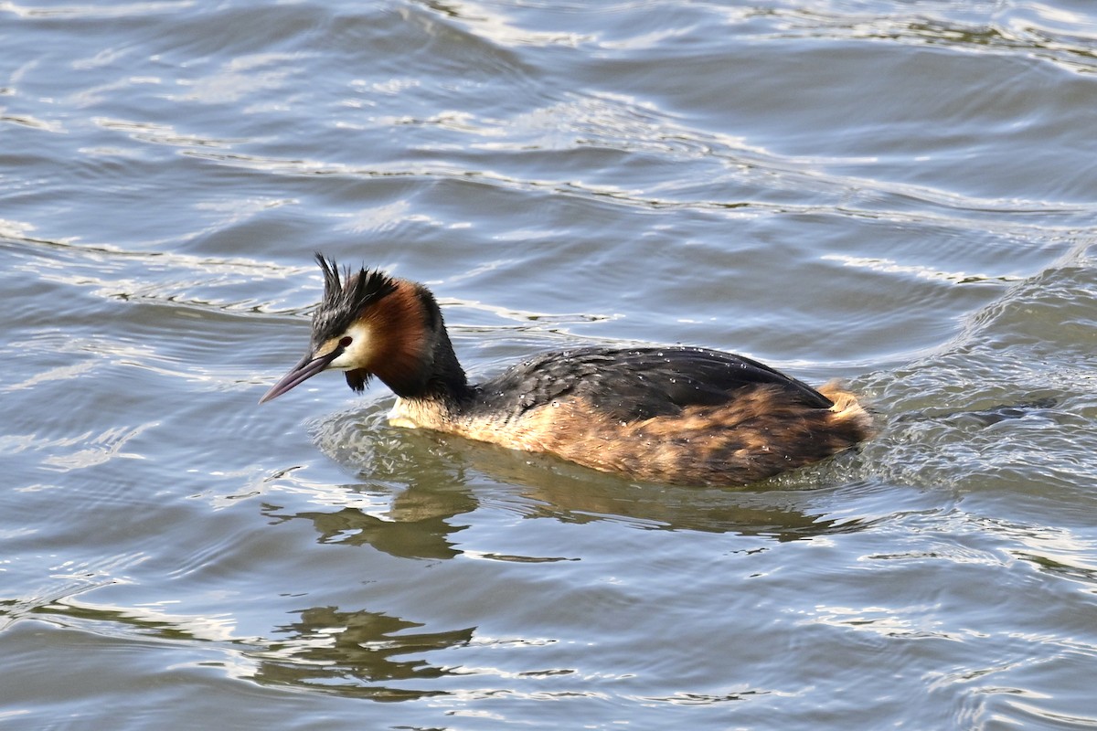 Great Crested Grebe - ML617716935