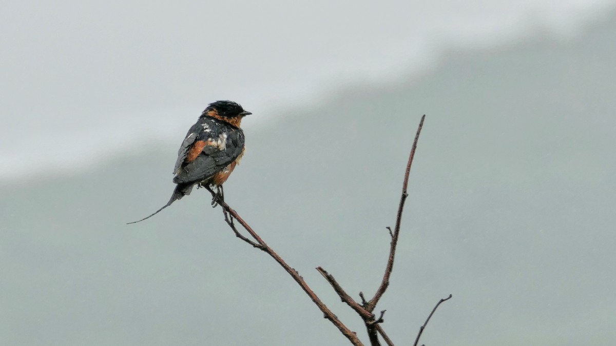 Rufous-chested Swallow - Hubert Söhner