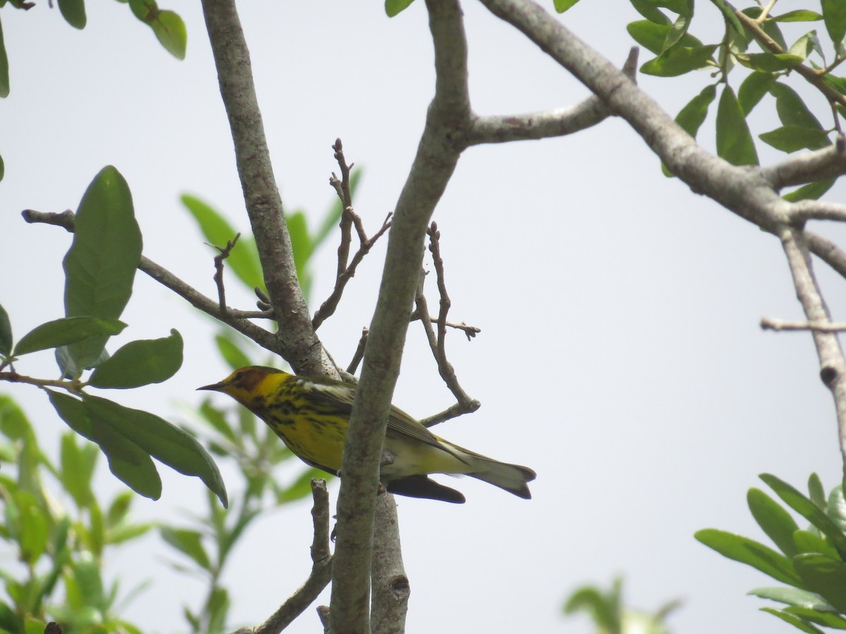 Cape May Warbler - ML617716981